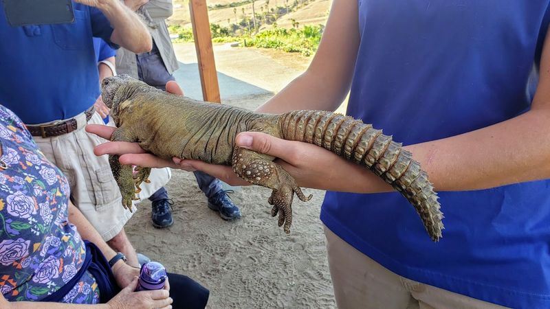 Wild Wonders Brings Animals To Schools And Events