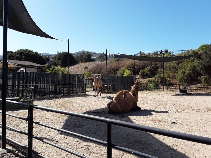 Spring At This Private California Wildlife Sanctuary Means Waking Up With Lions, Rhinos, And Zebras - Decor Hint The Ranch Focuses Heavily On Animal Welfare And Education