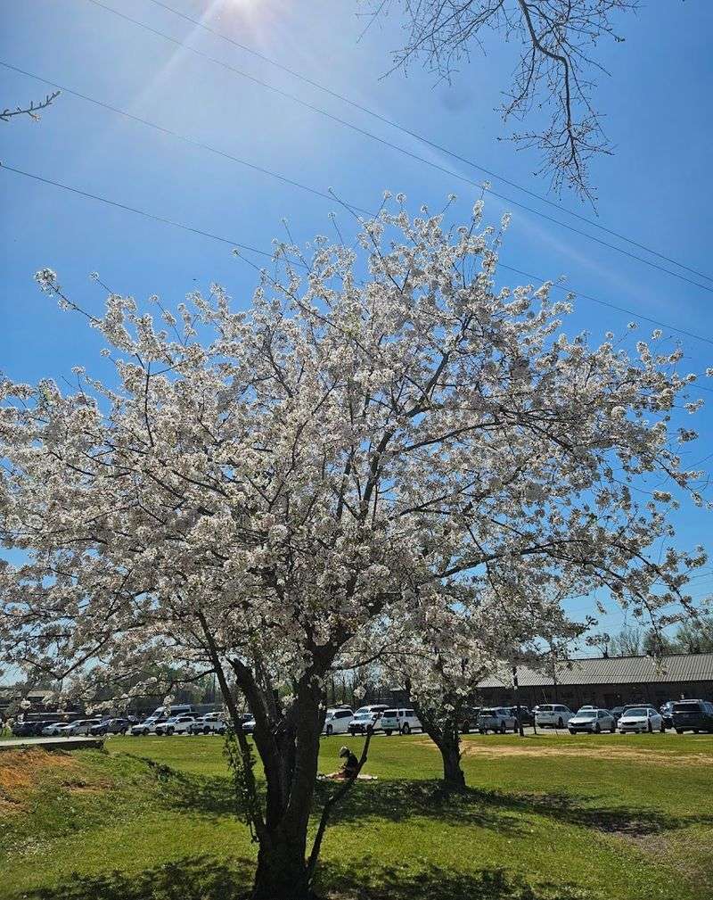 This Spring Cherry Blossom Festival In Macon, Georgia Is So Surreal, You'll Think You're In A Dream - Decor Hint ao2X0HRiISj2vdT8 - Decor Hint