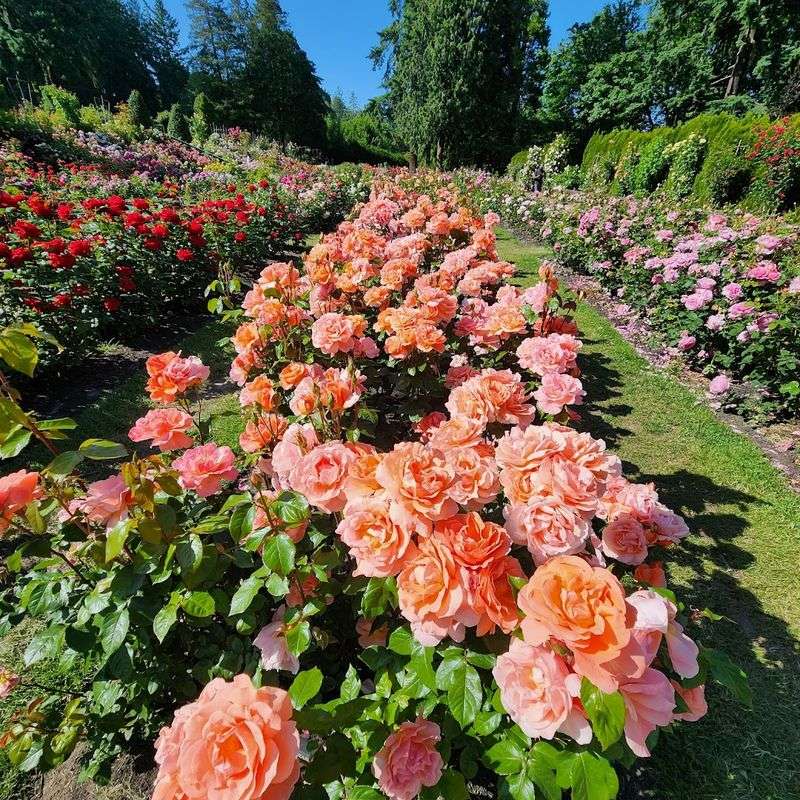 Washington Park, Portland