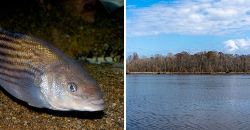 10 North Carolina Albemarle Sound Waterfront Towns Where Rockfish Season Shapes The Whole Town