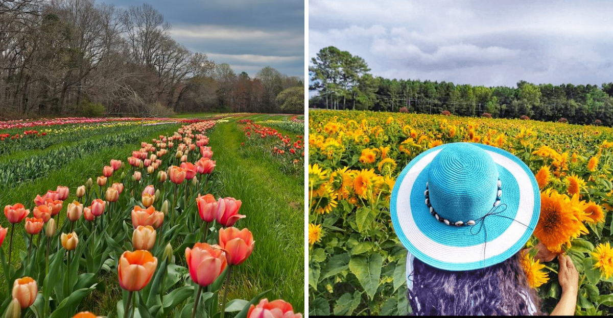 10 North Carolina Flower Farms And Gardens That Feel Like A Springtime Dream - Decor Hint