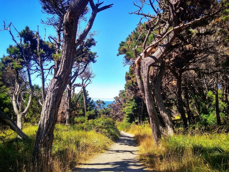 Pygmy Forest Trail, Salt Point State Park, Sonoma County