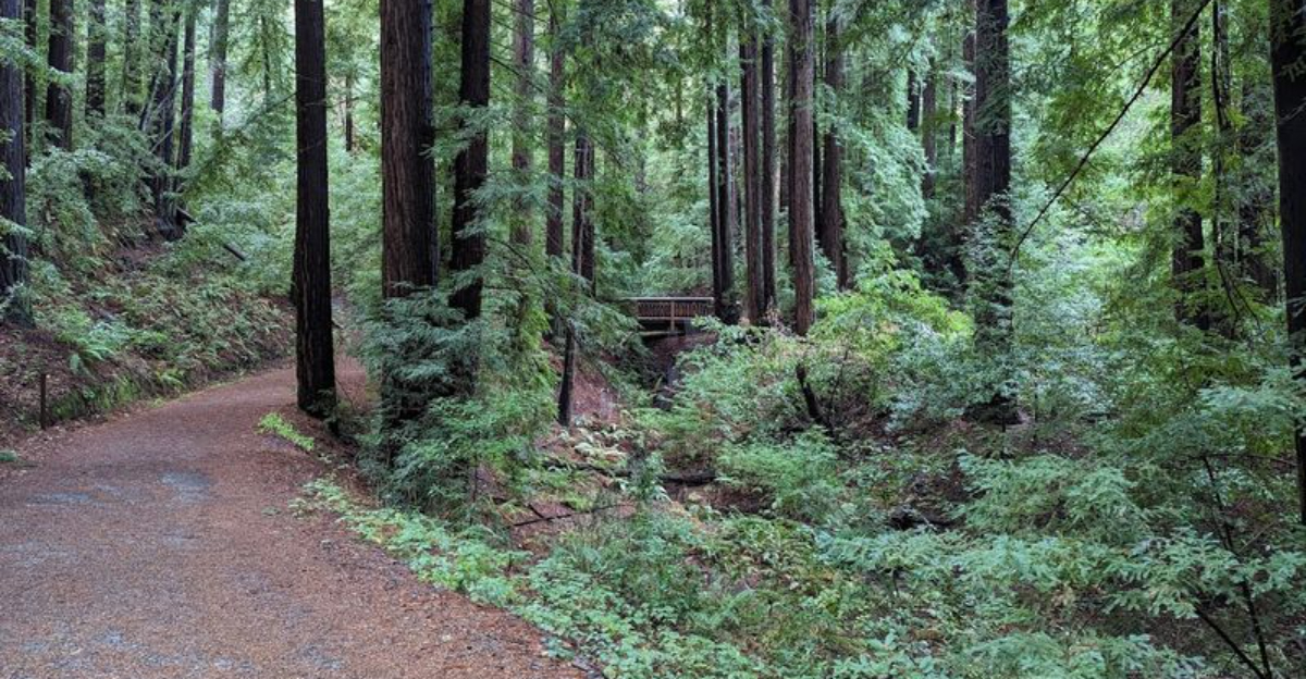 10 Quiet Hiking Trails In California Tourists Rarely Discover - Decor Hint