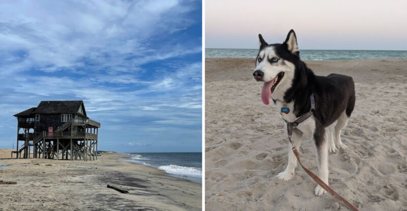 12 Dog-Friendly Beaches In North Carolina Your Pup Will Love