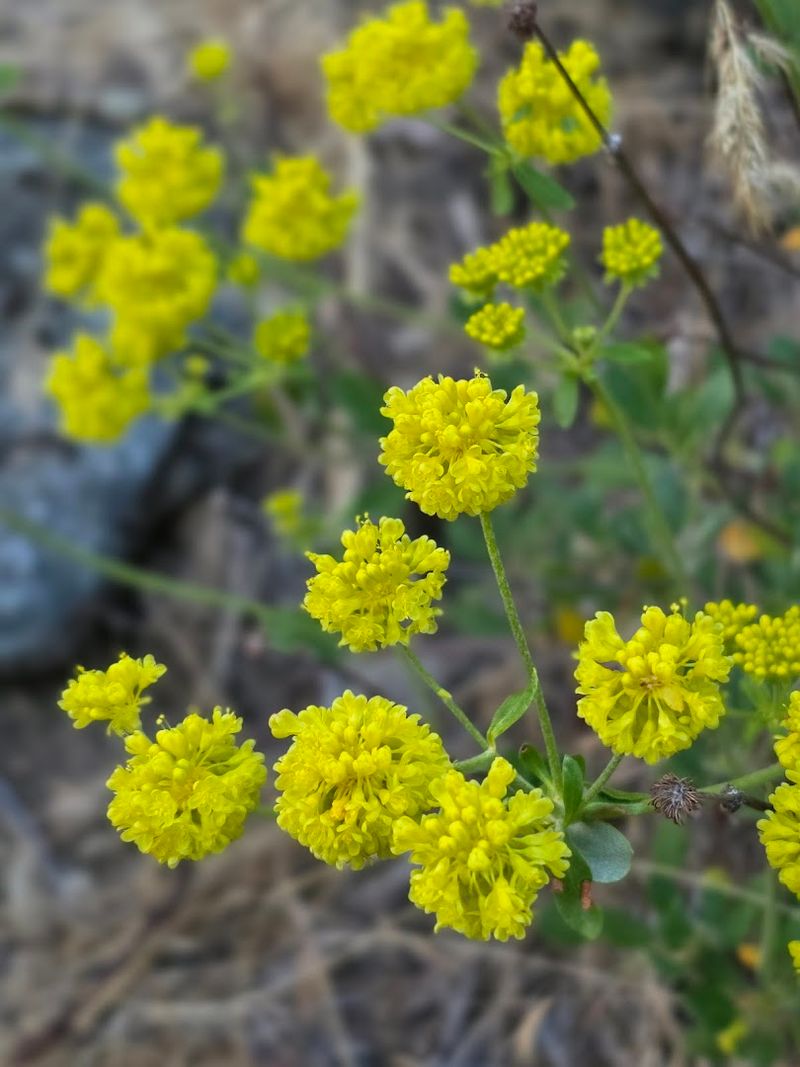 Two Endemic Plant Species Are Found Nowhere Else On Earth