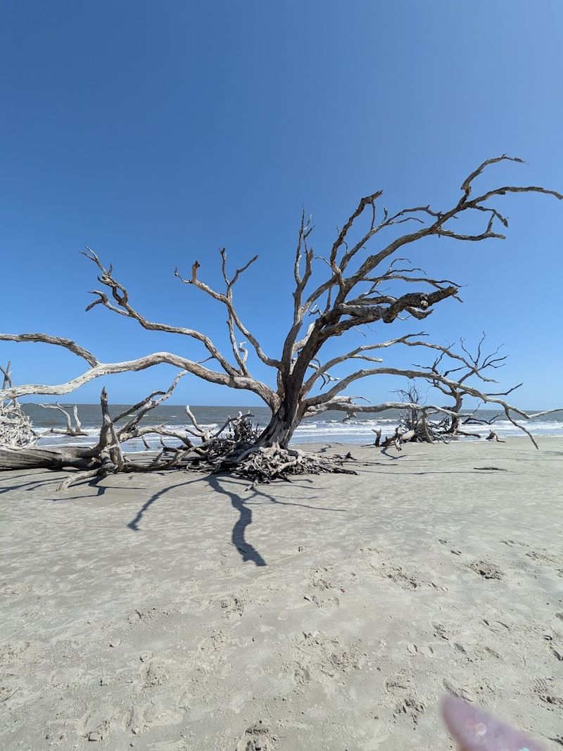 Driftwood Beach, Jekyll Island