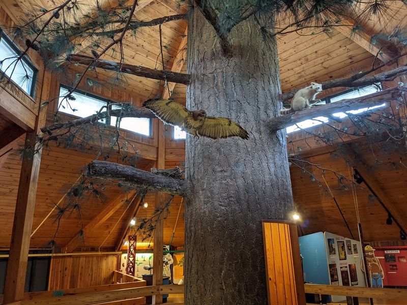 Interactive Exhibits That Bring Forestry History to Life