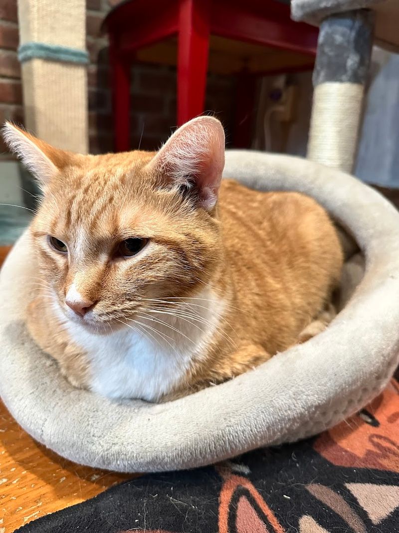 Meet The Resident Cats That Steal The Show