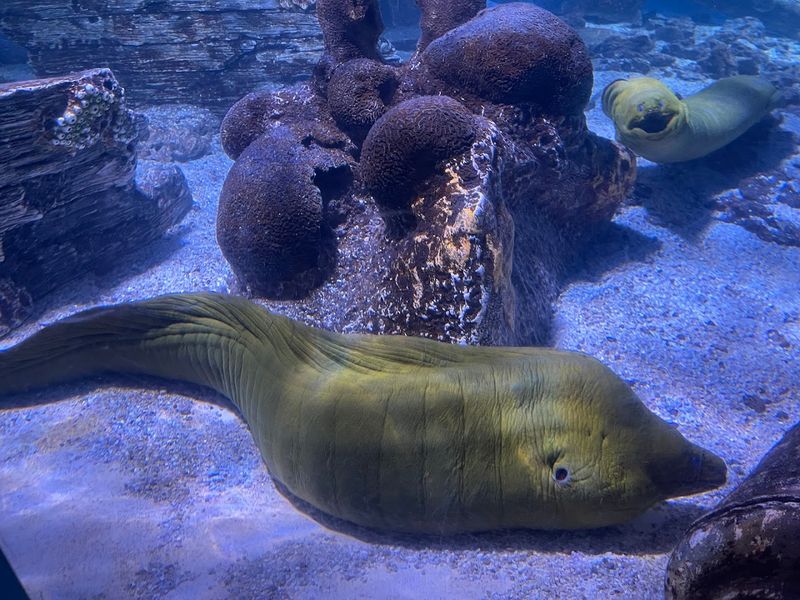 Explore Interactive Exhibits And Touch Tanks