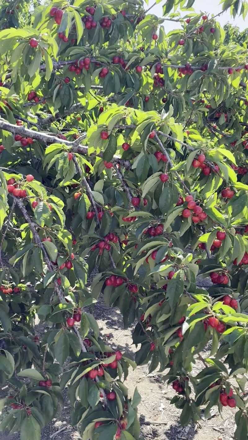 The Largest U-Pick Cherry Orchard In Southern California