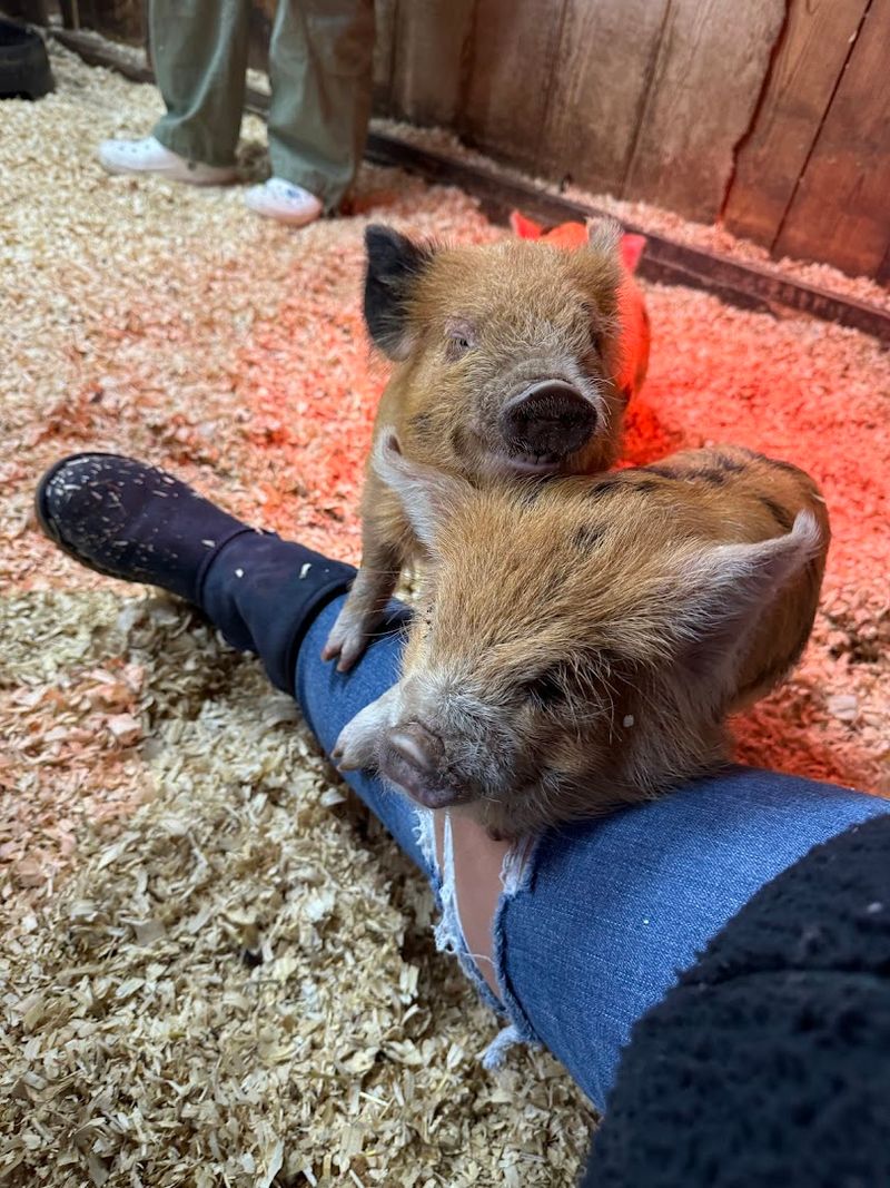 Cuddle With Baby Animals In A Peaceful Setting