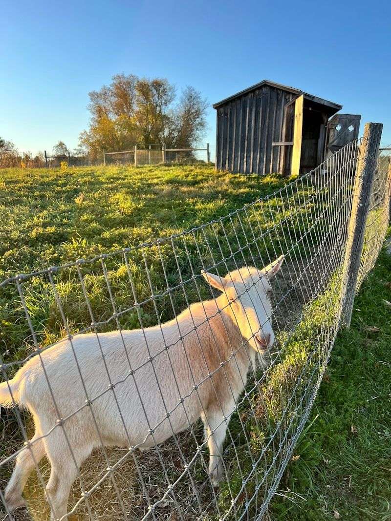 Farm Animals That Add To The Experience