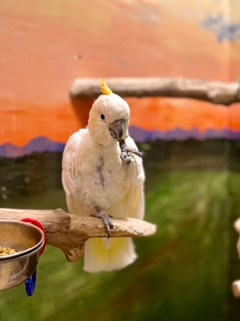 Discover The Story Behind The Pandemonium Rainforest Project