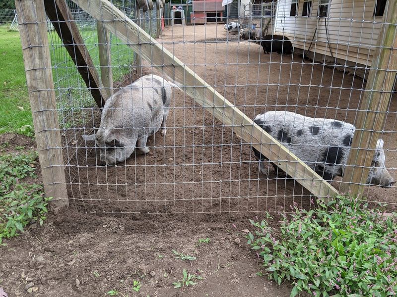 Escape The City And Enjoy A Day On The Farm