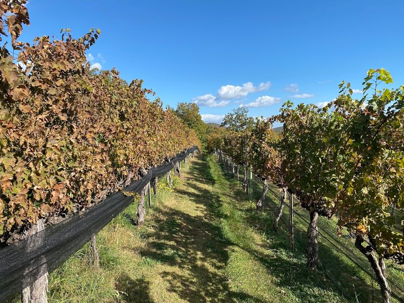 Guided Vineyard Tours Across 30 Scenic Acres