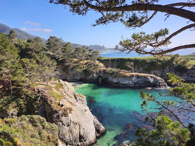 The Native Home Of The Monterey Cypress Tree