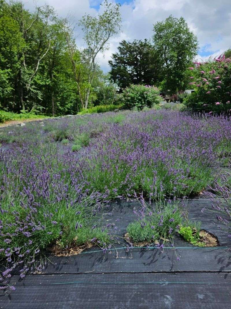 Stroll Through Fragrant Lavender Fields