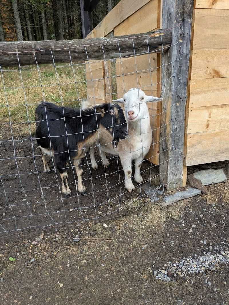 A Few Unexpected Farm Highlights