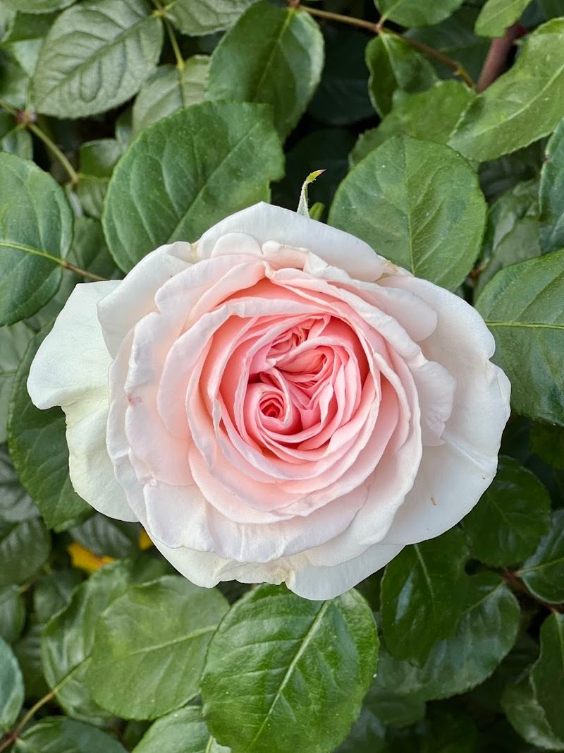 Most People Don't Know About This Stunning 40-Acre Rose Garden In California - Decor Hint A Veterans' Section Honors Those Who Served