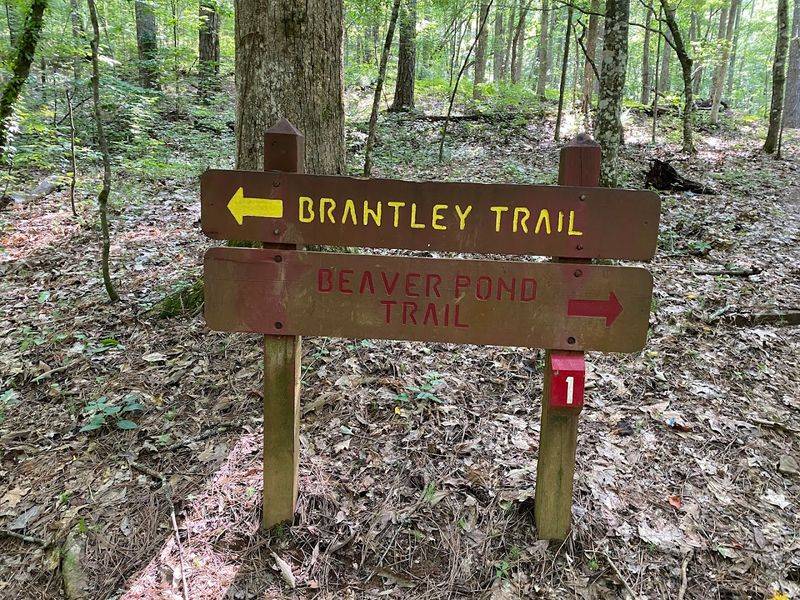 Brantley Nature Trail: Short, Sweet, and Full of Character