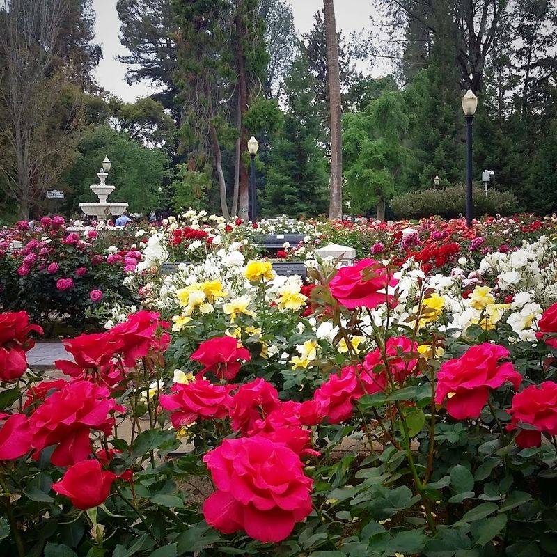 Most People Don't Know About This Stunning 40-Acre Rose Garden In California - Decor Hint Celebrity-Named Rose Varieties Add A Fun Layer Of Discovery