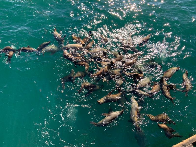 California's Strangest Beach Town Is Actually The Most Charming Place Ever - Decor Hint Sea Lions That Make the Waterfront Feel Louder and More Alive