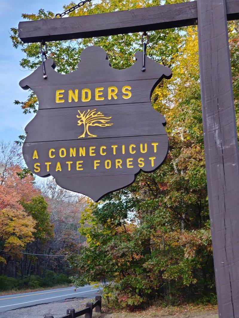 Why Enders State Forest Feels So Refreshing