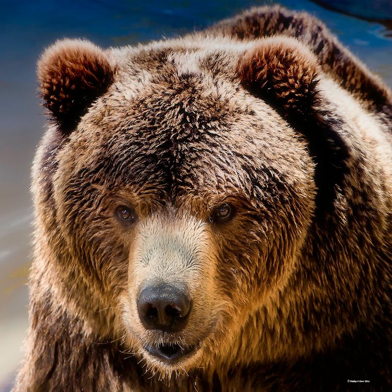 It encourages respectful wildlife appreciation