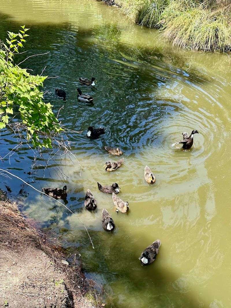 Wildlife Habitat Along the Waterway