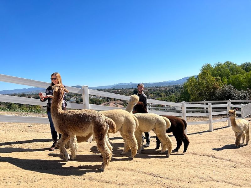 The Alpaca Hacienda In Temecula Valley, Murrieta