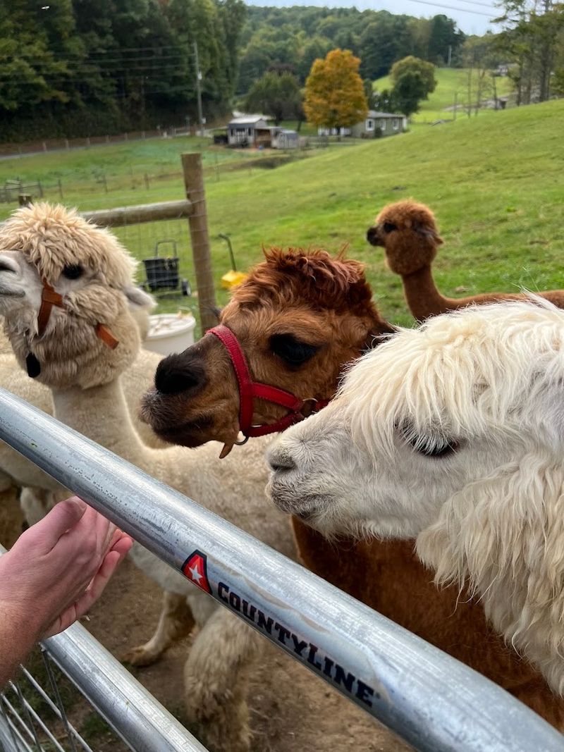 Land Of Milk And Honey Farms, Deep Gap