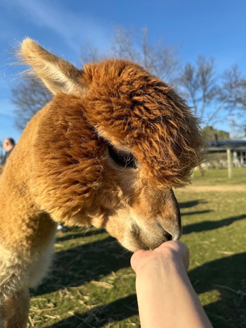 Loomis Alpacas, Loomis
