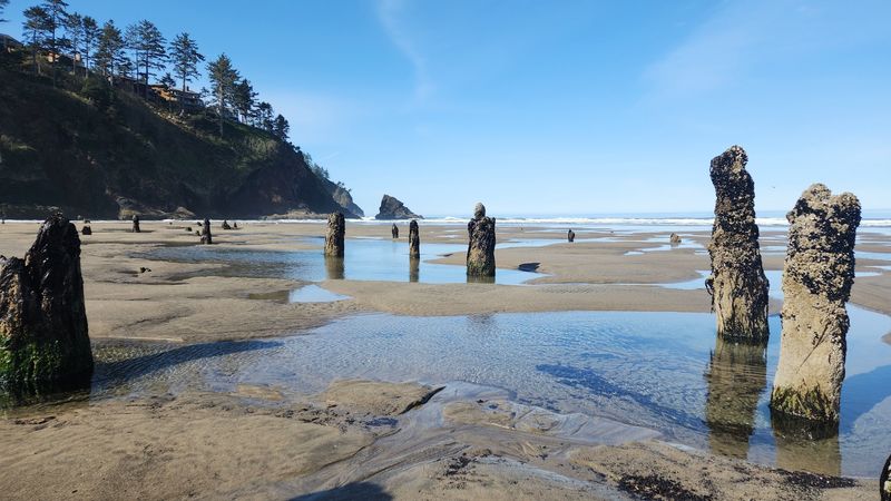 Neskowin Ghost Forest