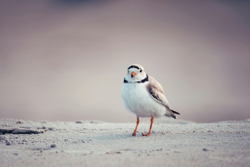 Piping Plover Protection Efforts