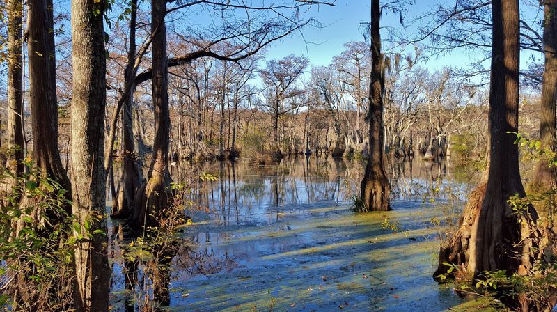 This Hidden North Carolina State Park Feels Like One Of The State’s Best-Kept Secrets - Decor Hint Swamp Magic