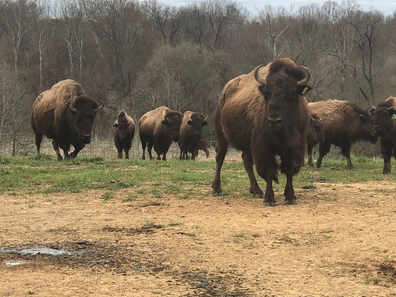 Sunset Ridge Buffalo Farm