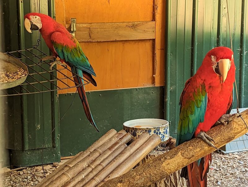 It pairs well with Dahlonega exploring