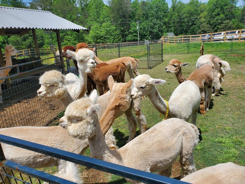 Good Karma Ranch, Iron Station