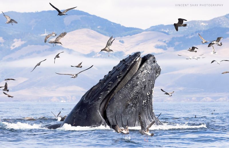 Humpback Whale Season Starts Building Toward Summer