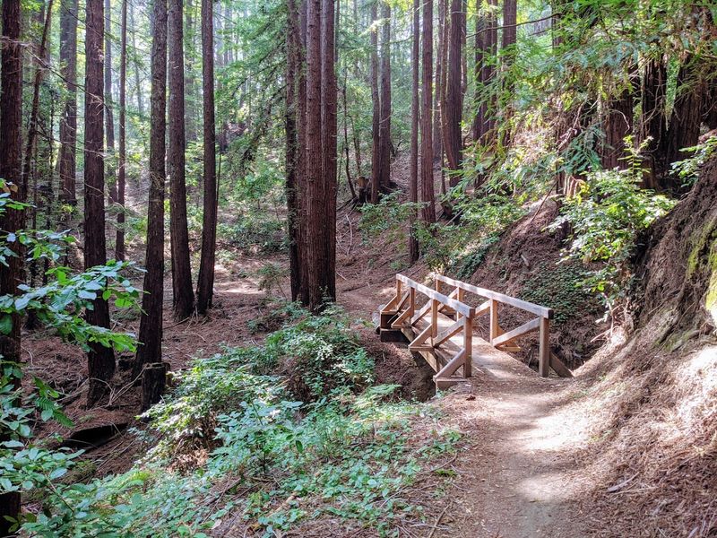 The Forest of Nisene Marks State Park