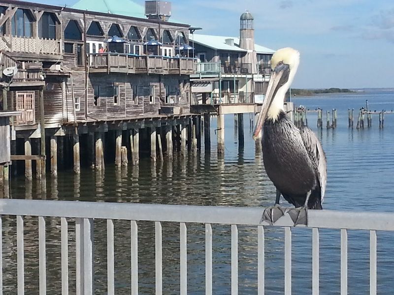Birding At The Edge Of the Known World