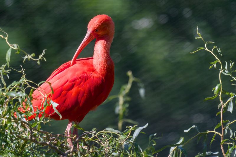 Sylvan Heights Bird Park