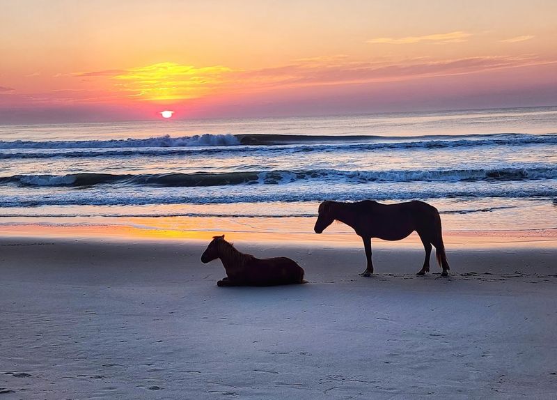 Assateague National Seashore Campground
