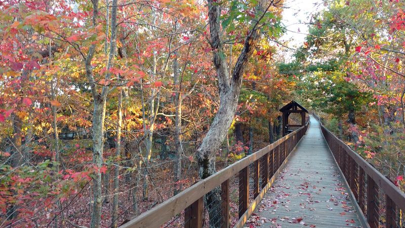 The Bald Rock Boardwalk Experience