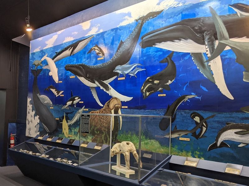 North Carolina Fossil Festival In Aurora