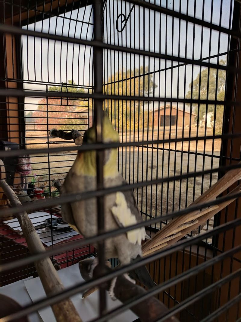 Alpacas Of Cusco North, Santa Ynez