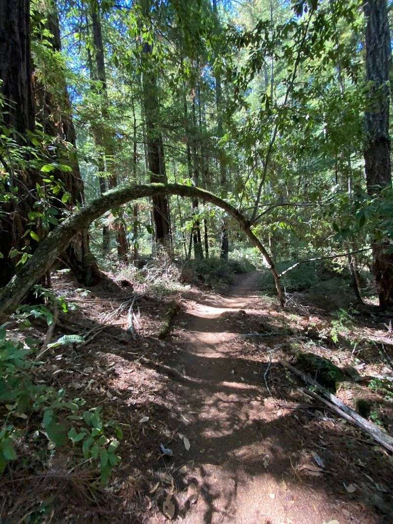 Eighteen Miles of Hiker-Only Trails Keep the Forest Quiet