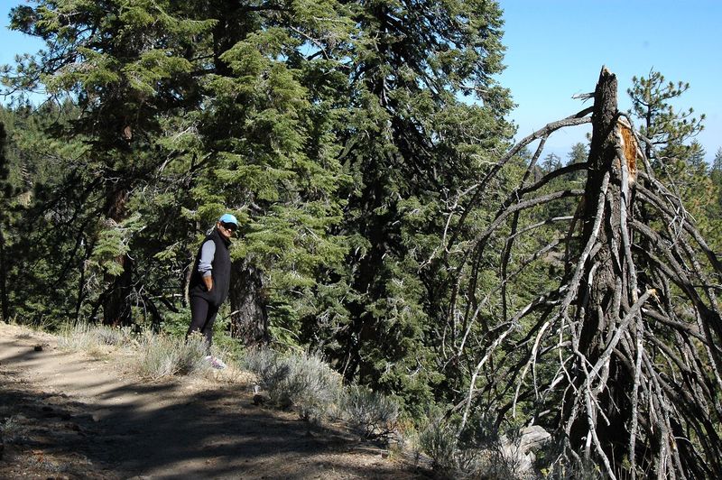 Mt. Pinos Campground, Los Padres National Forest
