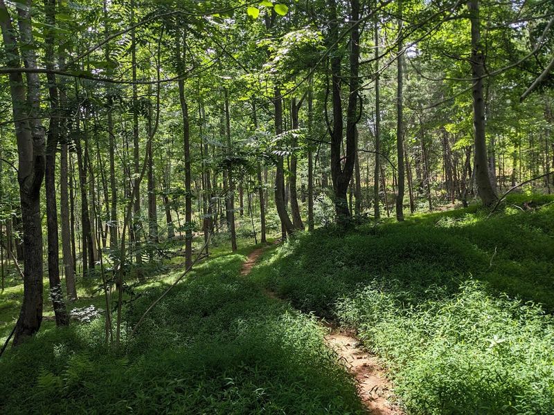 Wimba And Tindo Bike Trails At Lake James State Park